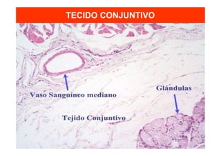 TECIDO CONJUNTIVO
 