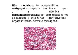 • Não modelado: formadopor fibras
colágenas
entrelaçadas
,
apresentam
disposta
s
orientaçã
o
em feixes que
não fixa,
o que
confere
resistência e elasticidade. Esse tecido forma
as cápsulas envoltórias de diversos
órgãos internos, derme e cartilagens.
 