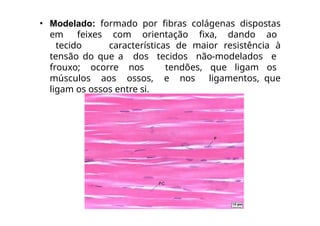• Modelado: formado por fibras colágenas dispostas
em feixes com orientação fixa, dando ao
tecido características de maior resistência à
tensão do que a dos tecidos não-modelados e
frouxo; ocorre nos tendões, que ligam os
músculos aos ossos, e nos ligamentos, que
ligam os ossos entre si.
 