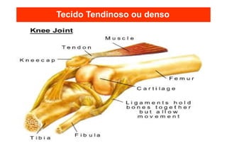 Tecido Tendinoso ou denso
 