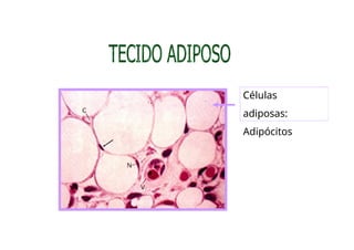 Células
adiposas:
Adipócitos
 