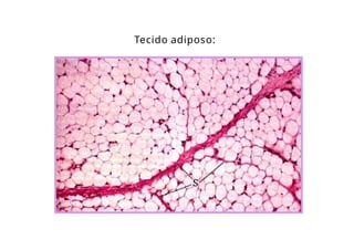Tecido adiposo:
 