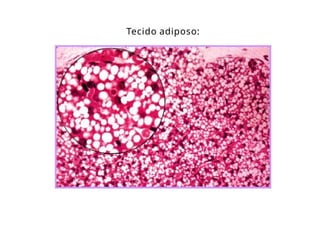 Tecido adiposo:
 