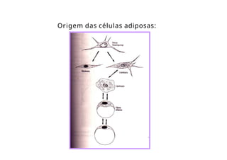 Origem das células adiposas:
 