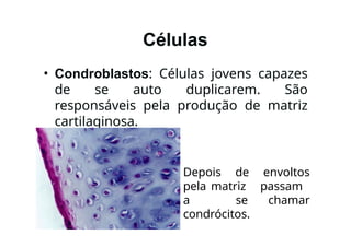 Células
• Condroblastos: Células jovens capazes
de se auto duplicarem. São
responsáveis pela produção de matriz
cartilaginosa.
Depois de envoltos
pela matriz passam
a se chamar
condrócitos.
 