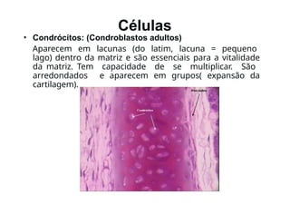Células
• Condrócitos: (Condroblastos adultos)
Aparecem em lacunas (do latim, lacuna = pequeno
lago) dentro da matriz e são essenciais para a vitalidade
da matriz. Tem capacidade de se multiplicar. São
arredondados e aparecem em grupos( expansão da
cartilagem).
 