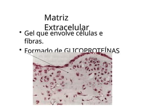Matriz
Extracelular
• Gel que envolve células e
fíbras.
• Formado de GLICOPROTEÍNAS
 