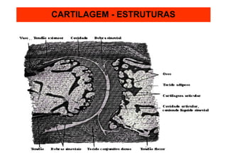 CARTILAGEM - ESTRUTURAS
 