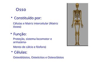 Osso
• Constituído por:
Células e Matriz intercelular (Matriz
óssea)
• Função:
Proteção, sistema locomotor e
armazena-
Mento de cálcio e fósforo)
• Células:
Osteoblástos, Osteócitos e Osteoclástos
 
