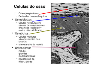 Células do osso
– Osteoprogenitoras
– Derivadas do mesênquima
• Osteoblastos
– Células novas, fazem
síntese de componentes
orgânicos (osteóide =
matriz não calcificada)
• Osteócitos
– Células maduras
situadas dentro das
lacunas
– Manutenção da matriz
• Osteoclastos
– Células
grandes
multinucleadas
– Reabsorção da
matriz óssea
 