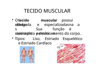 TECIDO MUSCULAR
• Otecido muscular possui
células
alongada
s
contração
.
e especializadasna a
Sua função é
permitir o
movimento e deslocamento do corpo.
• Tipos: Liso, Estriado Esquelético
e Estriado Cardíaco
 