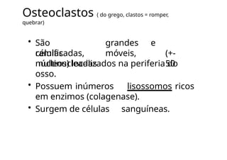 Osteoclastos ( do grego, clastos = romper,
quebrar)
• São
células
grandes e
móveis,
ramificadas,
multinucleadas
(+-
50
núcleos) localizados na periferia do
osso.
• Possuem inúmeros lisossomos ricos
em enzimos (colagenase).
• Surgem de células sanguíneas.
 