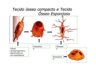 Tecido ósseo compacto e Tecido
Ósseo Esponjoso
Célula
osteoprogenitora
(desenvolve-se
em osteoblasto)
Osteoblast
o
Osteócit
o
Osteoclast
o
 