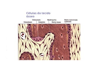 Células do tecido
ósseo
 