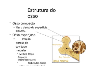 Estrutura do
osso
• Osso compacto
– Osso denso da superfície
externa.
• Osso esponjoso
– Porção
porosa da
cavidade
medular
• Medula óssea
(espaços
intertrabeculares)
• Trabéculas (fibras
 