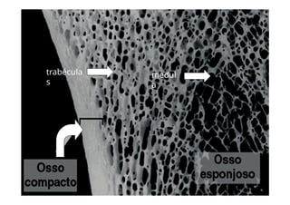 trabécula
s
medul
a
 