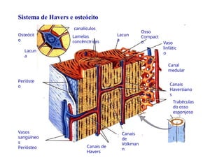 Sistema de Havers e osteócito
canalículos
Lamelas
concênctricas
Lacun
a
Osso
Compact
o Vaso
linfátic
o
Canal
medular
Canais
Haversiano
s
Trabéculas
do osso
esponjoso
Perióste
o
Canais
de
Volkman
n
Vasos
sangüíneo
s
Periósteo Canais de
Havers
Lacun
a
Osteócit
o
 