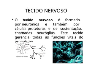 TECIDO NERVOSO
• O tecido nervoso é formado
por neurônios e também por
células protetoras e de sustentação,
chamadas neuróglias. Este tecido
gerencia todas as funções vitais do
organismo.
 