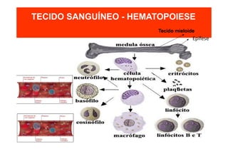 TECIDO SANGUÍNEO - HEMATOPOIESE
Tecido mieloide
Epífese
 