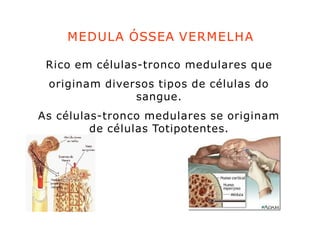 MEDULA ÓSSEA VERMELHA
Rico em células-tronco medulares que
originam diversos tipos de células do
sangue.
As células-tronco medulares se originam
de células Totipotentes.
 