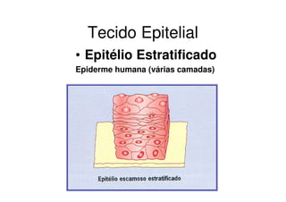 Tecido Epitelial
• Epitélio Estratificado
Epiderme humana (várias camadas)
 
