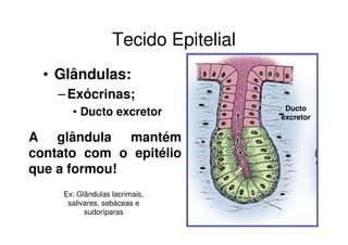 Tecido Epitelial
  • Glândulas:
    – Exócrinas;
                                       Ducto
       • Ducto excretor               excretor

A glândula mantém
contato com o epitélio
que a formou!
     Ex: Glândulas lacrimais,
      salivares, sebáceas e
           sudoríparas
 