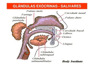 GLÂNDULAS EXÓCRINAS - SALIVARES
 