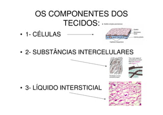 OS COMPONENTES DOS
          TECIDOS:
• 1- CÉLULAS

• 2- SUBSTÂNCIAS INTERCELULARES




• 3- LÍQUIDO INTERSTICIAL
 