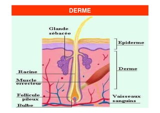 DERME
 