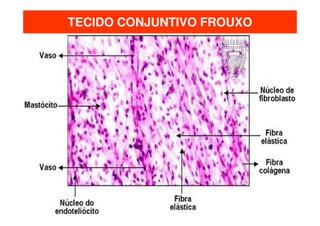 TECIDO CONJUNTIVO FROUXO
 