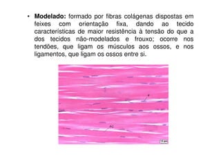 • Modelado: formado por fibras colágenas dispostas em
  feixes com orientação fixa, dando ao tecido
  características de maior resistência à tensão do que a
  dos tecidos não-modelados e frouxo; ocorre nos
  tendões, que ligam os músculos aos ossos, e nos
  ligamentos, que ligam os ossos entre si.
 