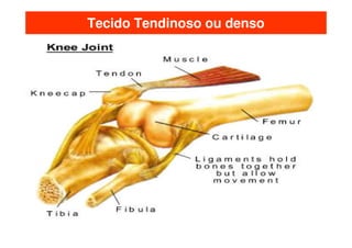 Tecido Tendinoso ou denso
 