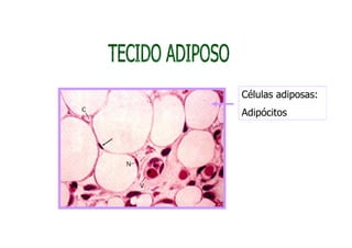 Células adiposas:
Adipócitos
 