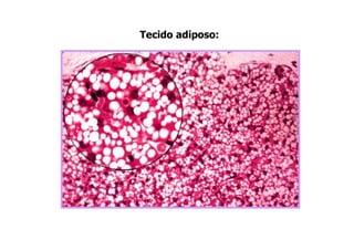 Tecido adiposo:
 