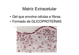 Matriz Extracelular
• Gel que envolve células e fíbras.
• Formado de GLICOPROTEÍNAS
 