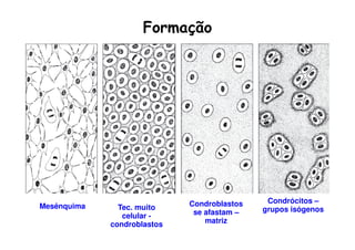 Formação




                             Condroblastos    Condrócitos –
Mesênquima     Tec. muito                    grupos isógenos
                celular -     se afastam –
             condroblastos       matriz
 