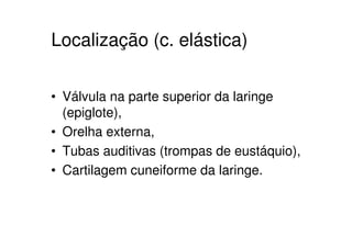 Localização (c. elástica)

• Válvula na parte superior da laringe
  (epiglote),
• Orelha externa,
• Tubas auditivas (trompas de eustáquio),
• Cartilagem cuneiforme da laringe.
 