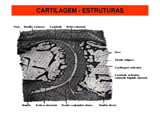 CARTILAGEM - ESTRUTURAS
 