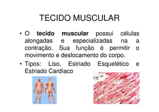 TECIDO MUSCULAR
• O tecido muscular possui células
  alongadas e especializadas na a
  contração. Sua função é permitir o
  movimento e deslocamento do corpo.
• Tipos: Liso, Estriado Esquelético e
  Estriado Cardíaco
 