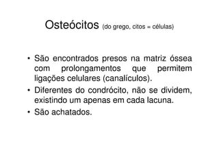 Osteócitos (do grego, citos = células)

• São encontrados presos na matriz óssea
  com prolongamentos que permitem
  ligações celulares (canalículos).
• Diferentes do condrócito, não se dividem,
  existindo um apenas em cada lacuna.
• São achatados.
 