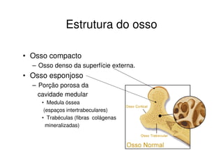 Estrutura do osso

• Osso compacto
  – Osso denso da superfície externa.
• Osso esponjoso
  – Porção porosa da
    cavidade medular
     • Medula óssea
      (espaços intertrabeculares)
     • Trabéculas (fibras colágenas
       mineralizadas)
 