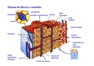 Sistema de Havers e osteócito
                    canalículos
                                                         Osso
Osteócito          Lamelas concênctricas Lacuna          Compacto
                                                                    Vaso
                                                                    linfático
   Lacuna


                                                                      Canal medular


Periósteo
                                                                       Canais
                                                                       Haversianos

                                                                         Trabéculas do
                                                                         osso
                                                                         esponjoso



Vasos                                        Canais de
sangüíneos                                   Volkmann
Periósteo
                          Canais de Havers
 