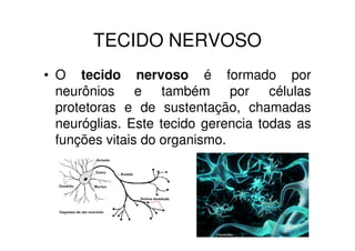 TECIDO NERVOSO
• O tecido nervoso é formado por
  neurônios e também por células
  protetoras e de sustentação, chamadas
  neuróglias. Este tecido gerencia todas as
  funções vitais do organismo.
 