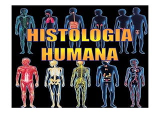 ÁREA DE ESTUDO:
A Histologia Humana (grego histos – tecido) é a
ciência que estuda os tecidos do corpo humano.
Os tecidos ...