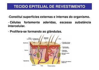 Tecido Epitelial
Pseudoestratificado (uma camada de
   células em alturas diferentes)
    Ex: Sistema respiratório
 