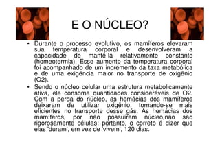 E O NÚCLEO?
• Durante o processo evolutivo, os mamíferos elevaram
sua temperatura corporal e desenvolveram a
capacidade de mantê-la relativamente constante
(homeotermia). Esse aumento da temperatura corporal
foi acompanhado de um incremento da taxa metabólica
e de uma exigência maior no transporte de oxigênio
(O2).
• Sendo o núcleo celular uma estrutura metabolicamente
ativa, ele consome quantidades consideráveis de O2.
Com a perda do núcleo, as hemácias dos mamíferos
deixaram de utilizar oxigênio, tornando-se mais
eficientes no transporte desse gás. As hemácias dos
mamíferos, por não possuírem núcleo,não são
rigorosamente células: portanto, o correto é dizer que
elas 'duram', em vez de 'vivem', 120 dias.

 
