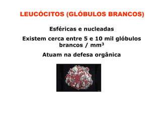 LEUCÓCITOS (GLÓBULOS BRANCOS)
Esféricas e nucleadas
Existem cerca entre 5 e 10 mil glóbulos
brancos / mm3
Atuam na defesa orgânica

 