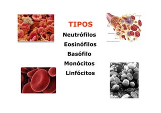 TIPOSGRANS
Neutrófilos
Eosinófilos
Basófilo
Monócitos
Linfócitos

 