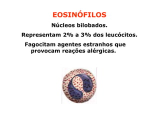 EOSINÓFILOS
Núcleos bilobados.
Representam 2% a 3% dos leucócitos.
Fagocitam agentes estranhos que
provocam reações alérgicas. toxinas

 