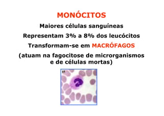 MONÓCITOS
Maiores células sanguíneas
Representam 3% a 8% dos leucócitos
Transformam-se em MACRÓFAGOS
(atuam na fagocitose de microrganismos
e de células mortas)

 